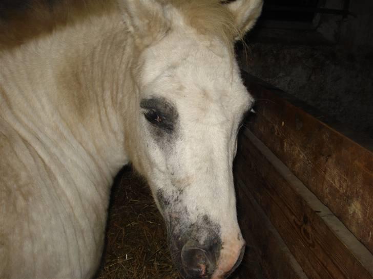 Dyr fra vesterheden ;D - Lille sure Troldepus ;D----------------- xD billede 9