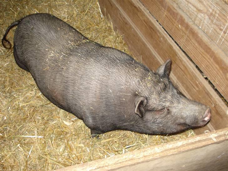 Dyr fra vesterheden ;D - Søde lille møffe :) billede 10