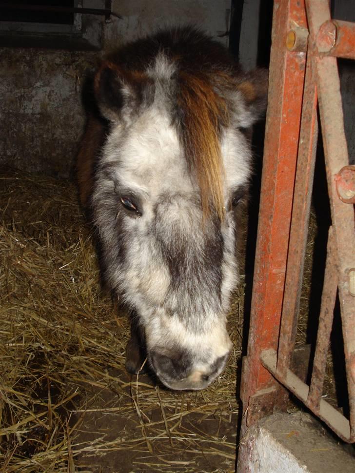 Dyr fra vesterheden ;D - Muller <*333333333333333333333333333 billede 11