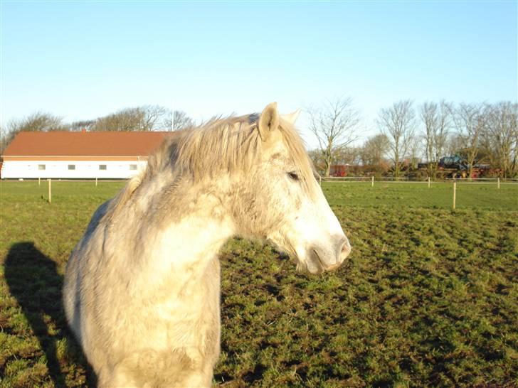 Dyr fra vesterheden ;D - Kasper på marken :D billede 12