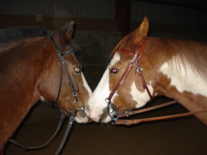 Dyr fra vesterheden ;D - Min Tjano og millerbæ xD billede 14