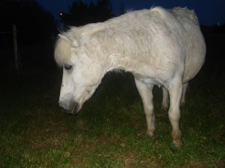 Dyr fra vesterheden ;D - Bullermis <*33333 som vi altid har problems with xD billede 15