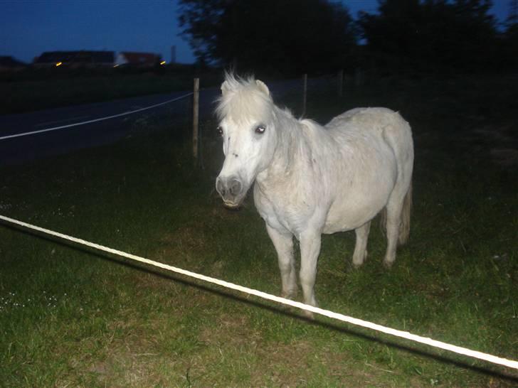 Dyr fra vesterheden ;D - Tykke bullermis <*333 billede 16