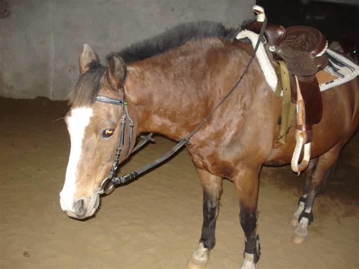 Dyr fra vesterheden ;D - Tjano med westwen udstyr,  i ridehallen på Vesterheden (vh)   Vi savner det sted :'( billede 19