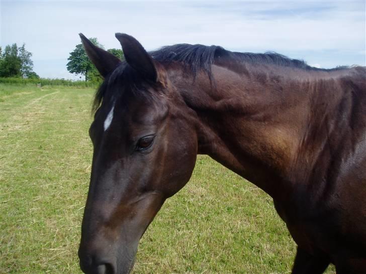 Leger med billeder :) billede 7