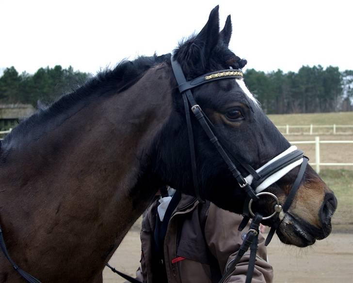 Sarai Familiealbum billede 34