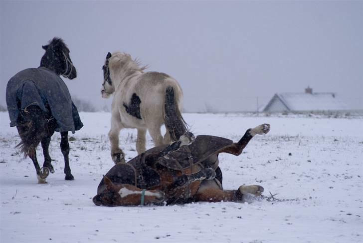 VINTERDAG.... - Mulle ruller sig..... billede 2