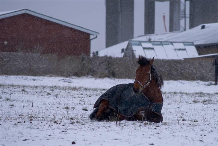 VINTERDAG.... - Søde Moon....... billede 3