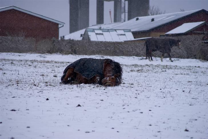 VINTERDAG.... - Putte, putte i sneen...... billede 4