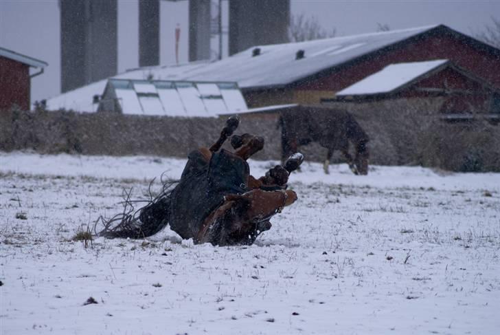VINTERDAG.... - Weeeee....... billede 5