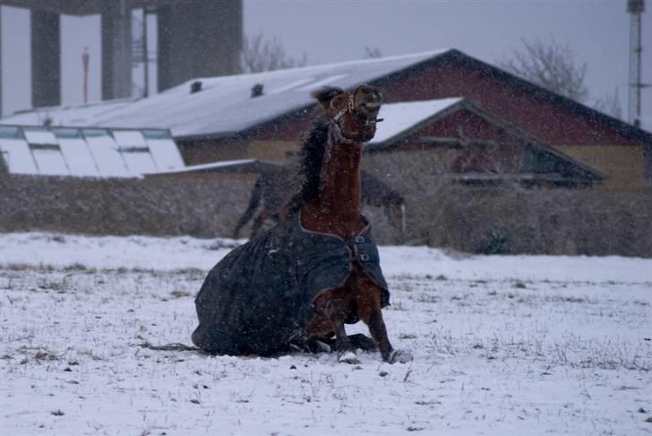 VINTERDAG.... - Say CHEESE...... billede 6