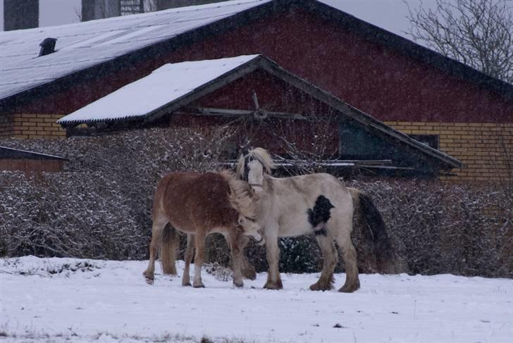 VINTERDAG.... - Paddy og Stoffer..... FRIENDS FOREVER....... Hehe..... billede 8