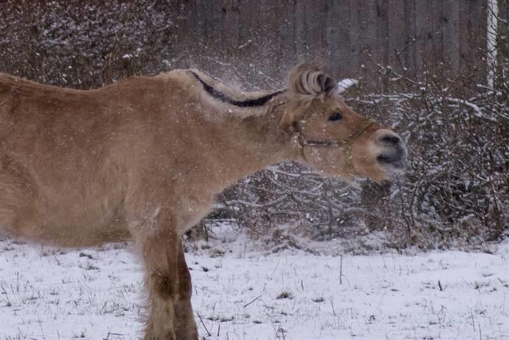 VINTERDAG.... - Sjoveste ryste billede af Tot...... billede 9