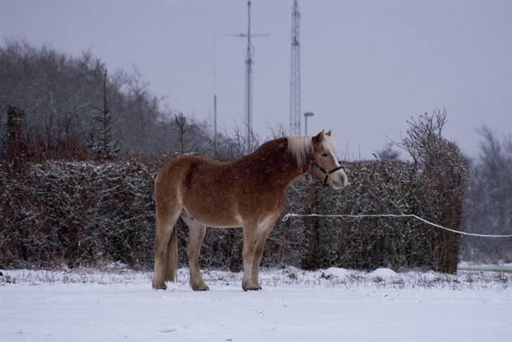 VINTERDAG.... - Smukke Stoffer...... billede 10
