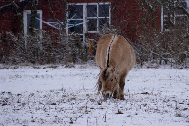 VINTERDAG.... - Totter botter...... billede 11