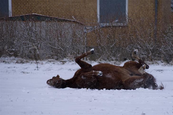 VINTERDAG.... - Trixie pigen..... billede 12