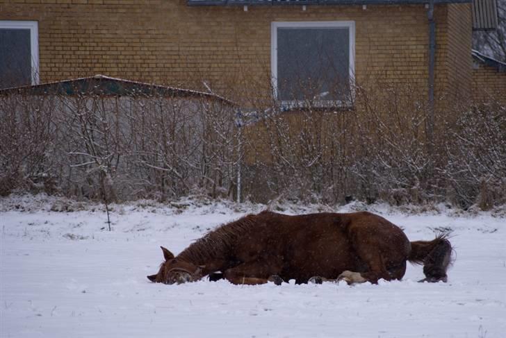 VINTERDAG.... - Trixie putter..... :D billede 13