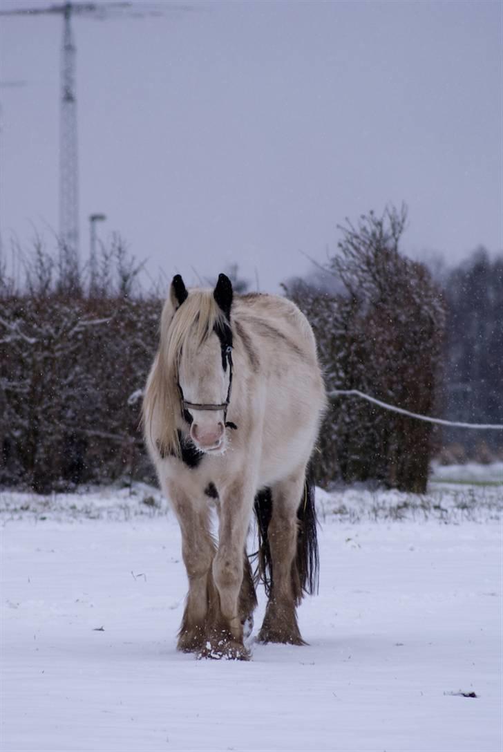 VINTERDAG.... - MIIIIIIN PADDY........... billede 14
