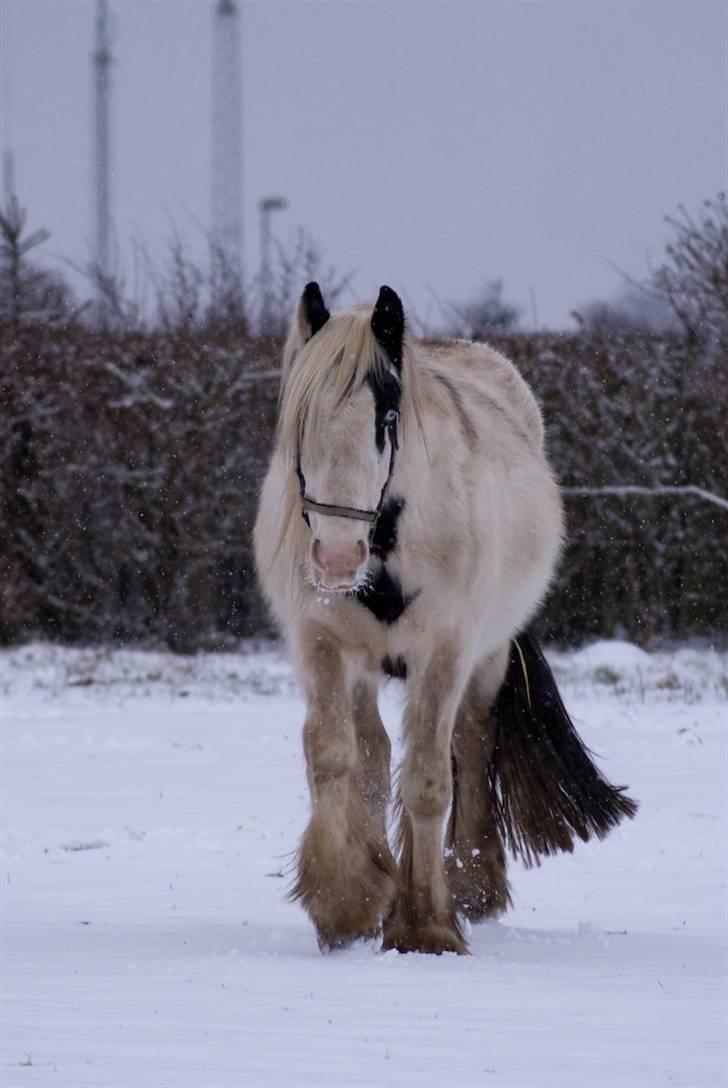 VINTERDAG.... - SMUUUKKEEE...... billede 15