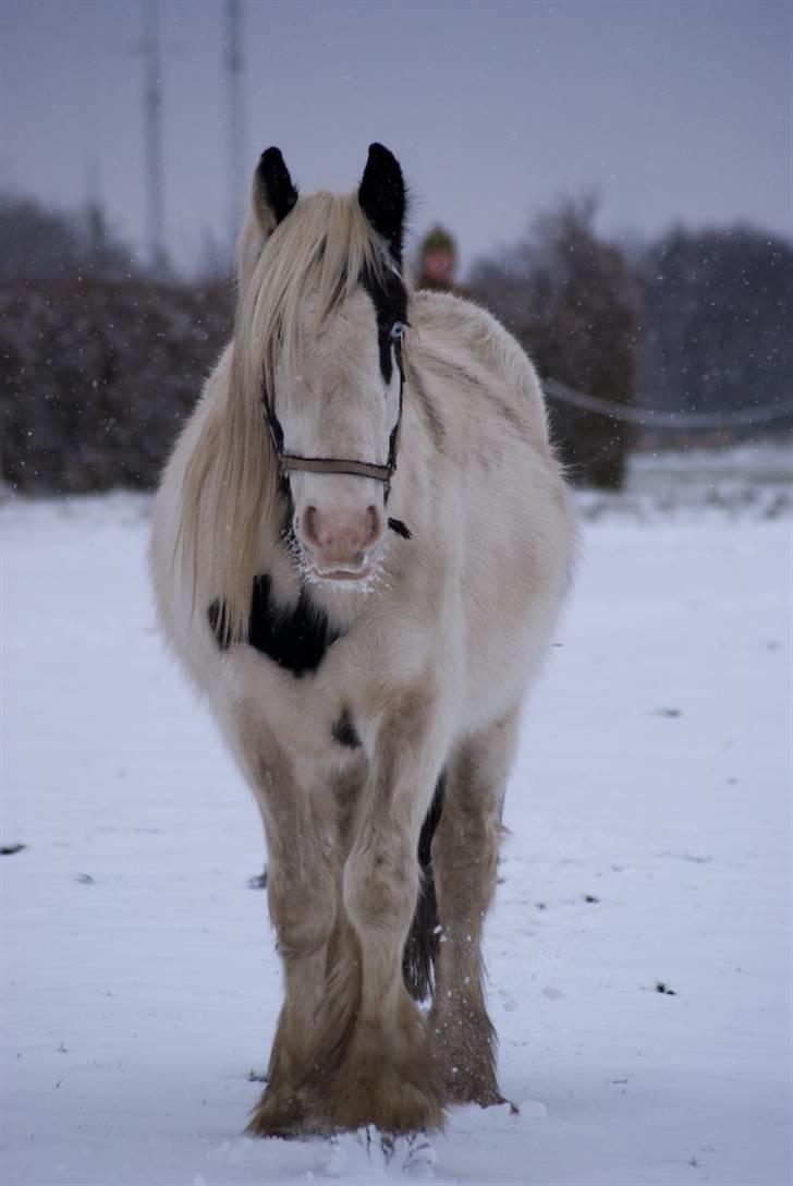 VINTERDAG.... - GENIALT....... billede 16