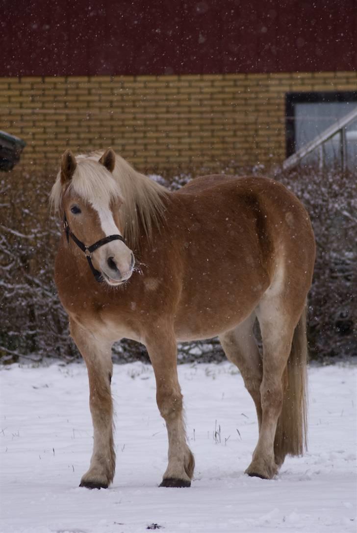 VINTERDAG.... - Smukkeste hafferlaf i verden..... billede 17