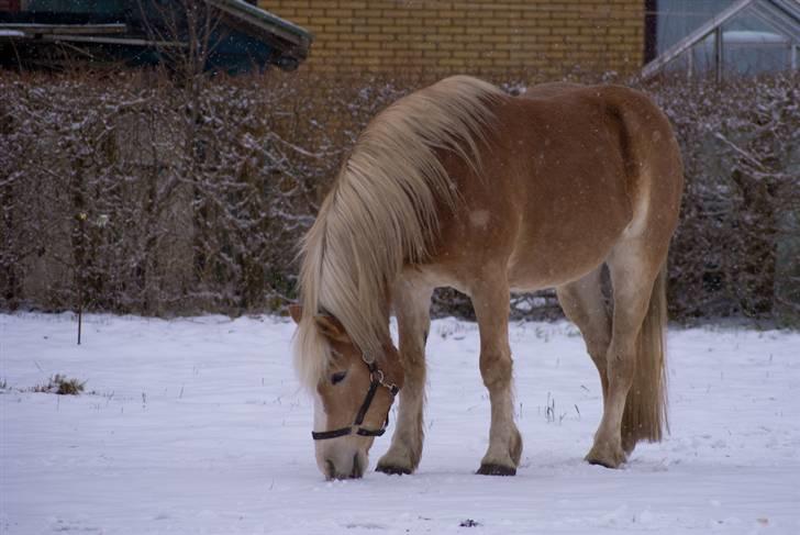 VINTERDAG.... - Igen...... billede 18