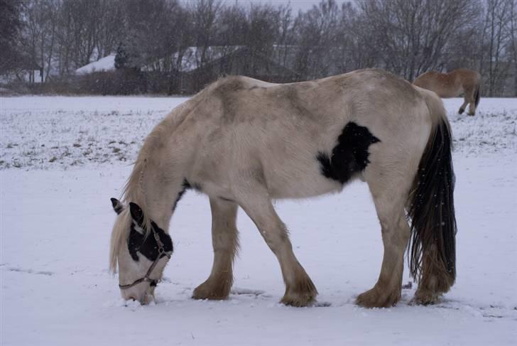 VINTERDAG.... - Gumle, gumle sne....... billede 19