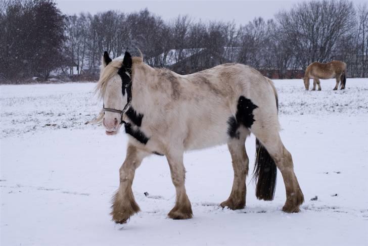 VINTERDAG.... - Traske, traske...... billede 20