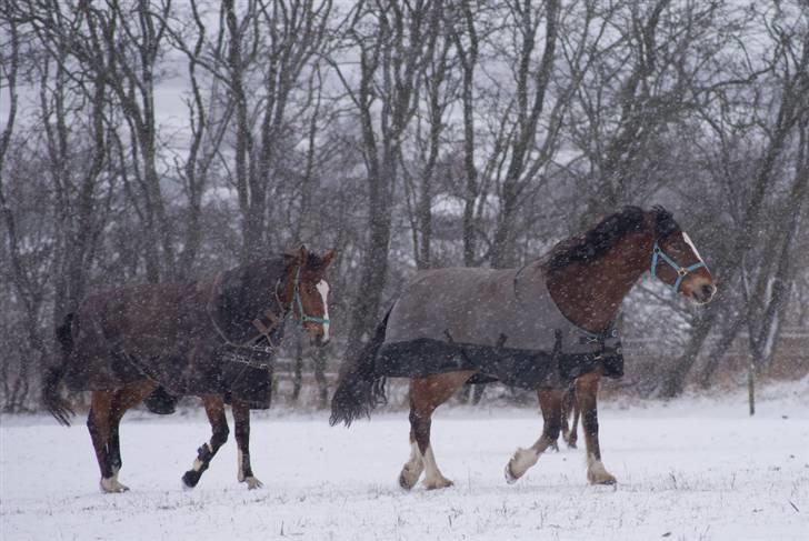 VINTERDAG.... - Mulle og Chameur...... billede 21
