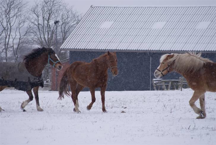VINTERDAG.... - Chameur, Trixie og Stoffer leger....... billede 22