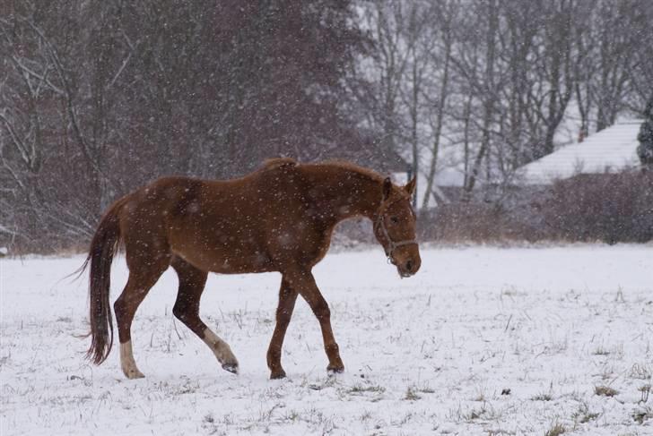 VINTERDAG.... - Trixie-pigen.... billede 23