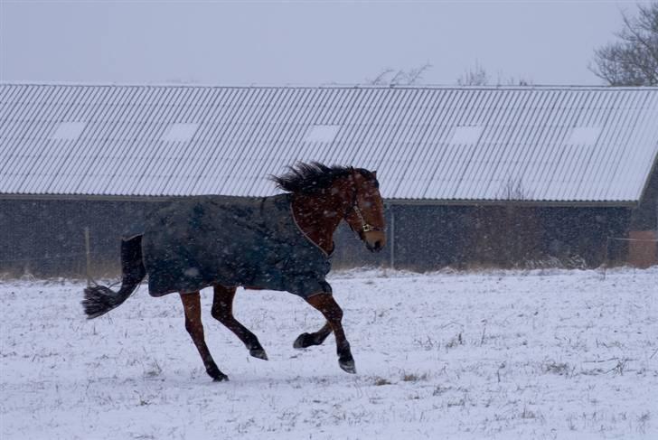VINTERDAG.... - Moon som stormer det hele...... :D billede 24