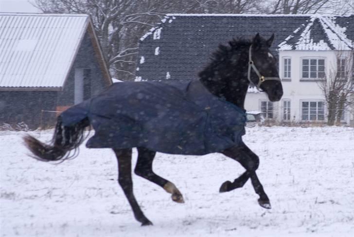 VINTERDAG.... - Smukke Samir..... billede 25