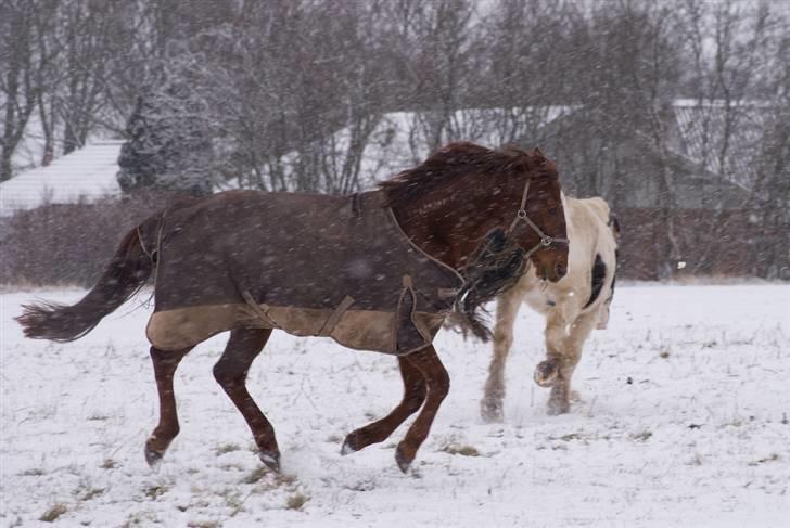 VINTERDAG.... - JA JA JA, han kan jo godt..... billede 26