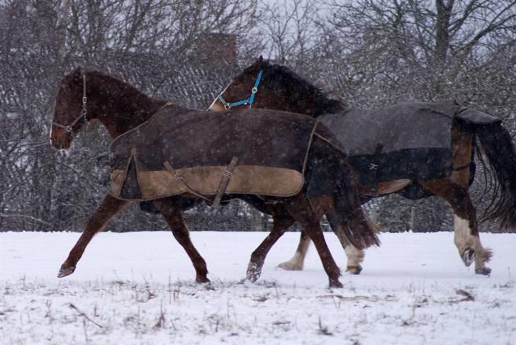 VINTERDAG.... - Og der kom travhesten..... Tihi...... billede 28