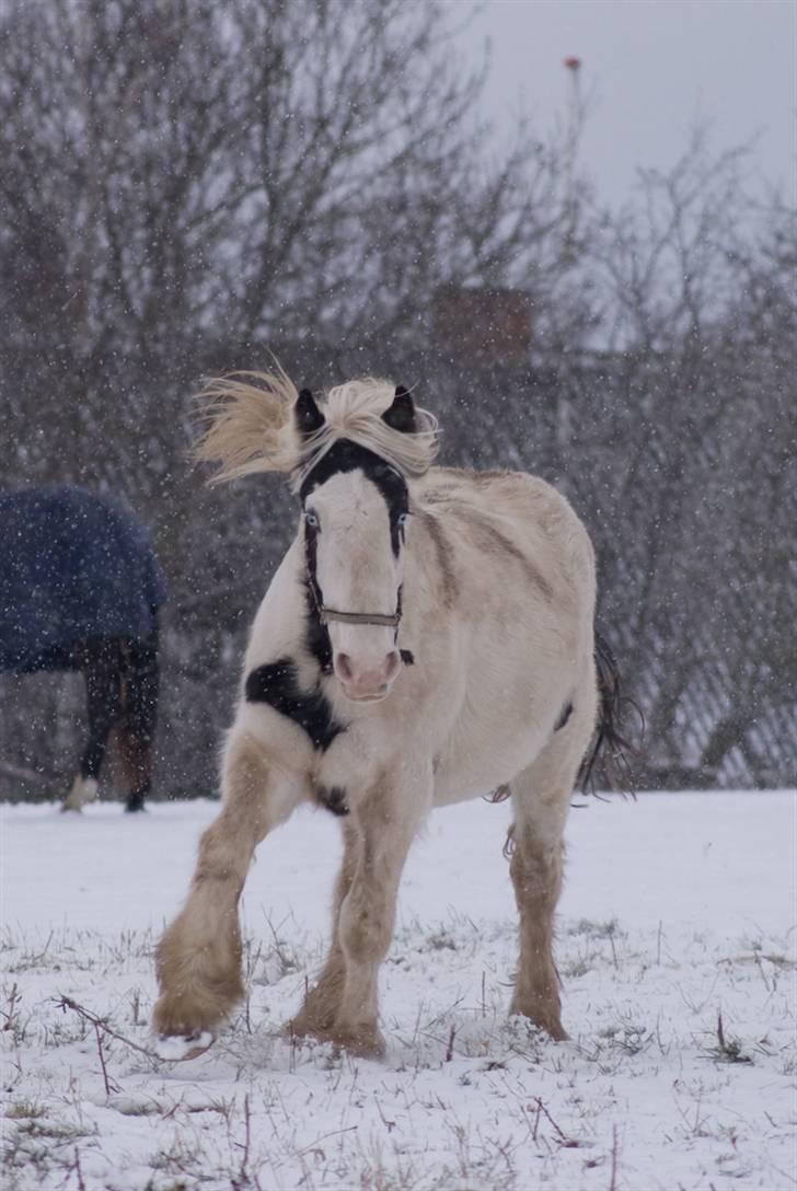 VINTERDAG.... - Blæste Paddy..... billede 1