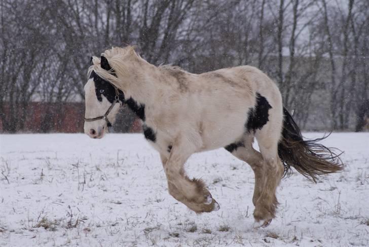 VINTERDAG.... - Weeeeeeheeeew..... billede 29