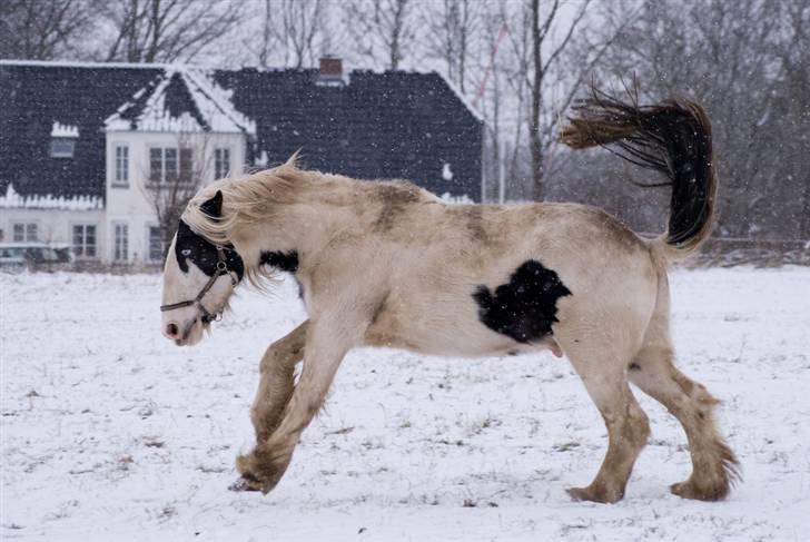 VINTERDAG.... - YYyyiiiiiiHhhaaAAa........ billede 30