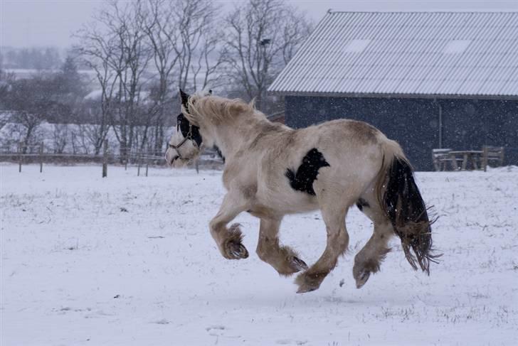 VINTERDAG.... - Galop, galop, galop....... billede 31