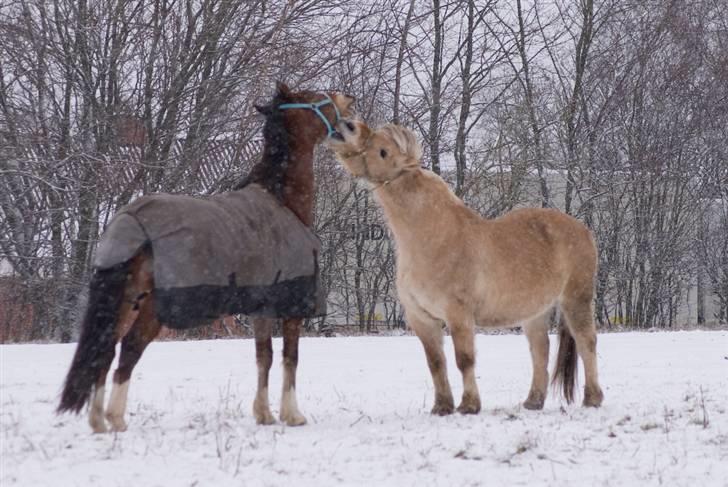 VINTERDAG.... - Møfle, møfle..... Chameur og Tot...... billede 32