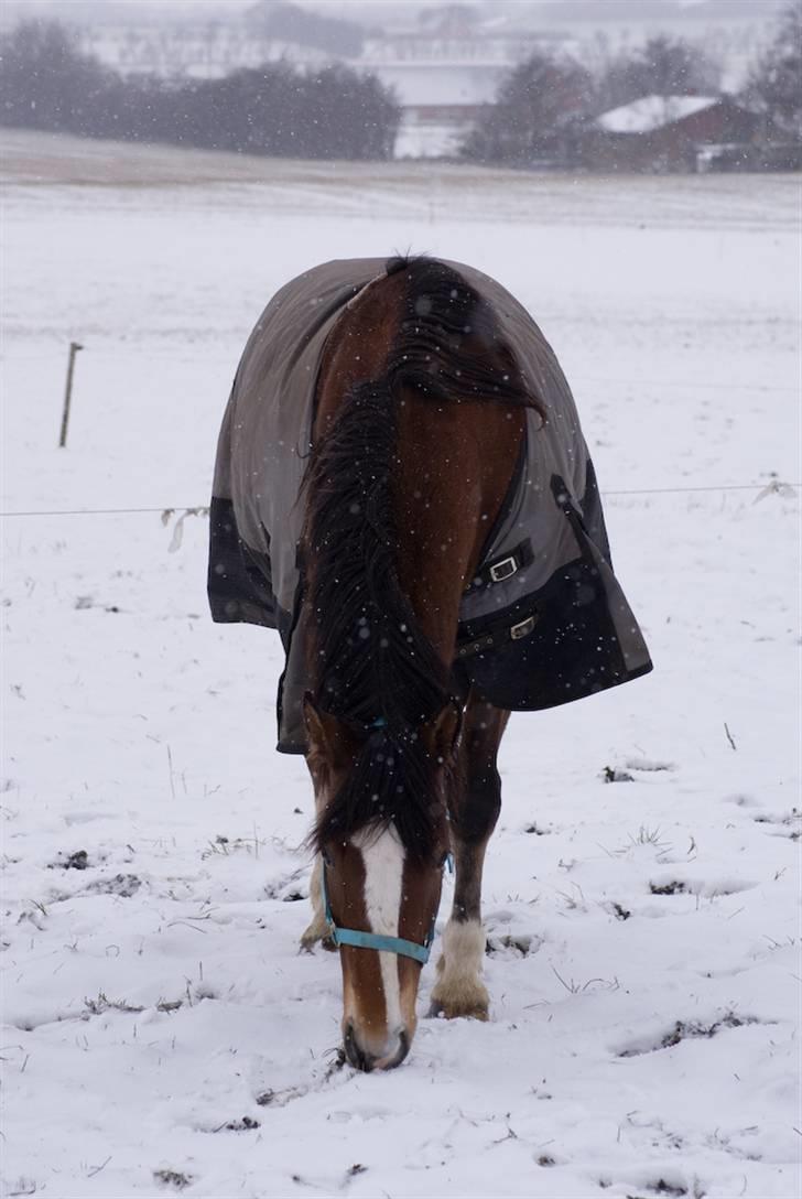 VINTERDAG.... - Søde Chameur..... billede 33