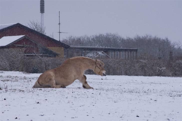 VINTERDAG.... - Tot som klør maven..... Hehe..... billede 34