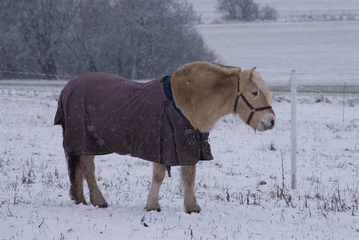 VINTERDAG.... - Dejlige Sham...... billede 35
