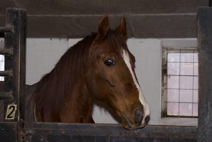 VINTERDAG.... - Elegant i sin nye crib...... billede 36