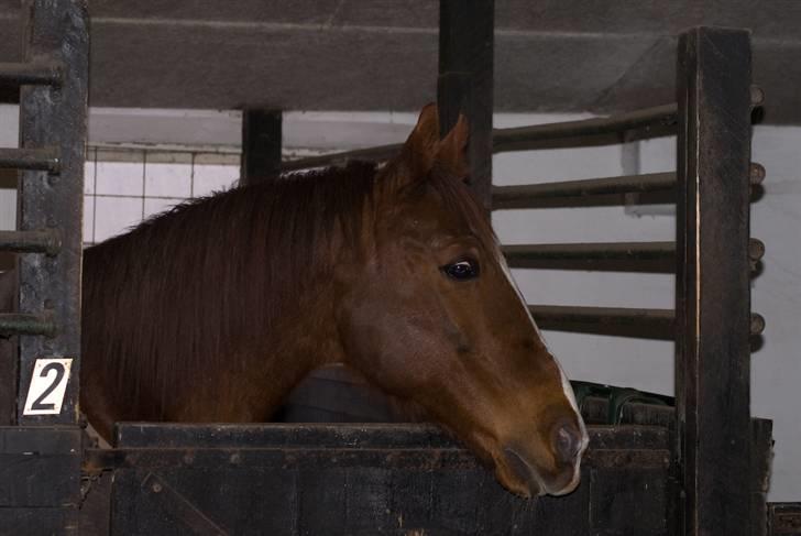 VINTERDAG.... - Huh.... ?? billede 37