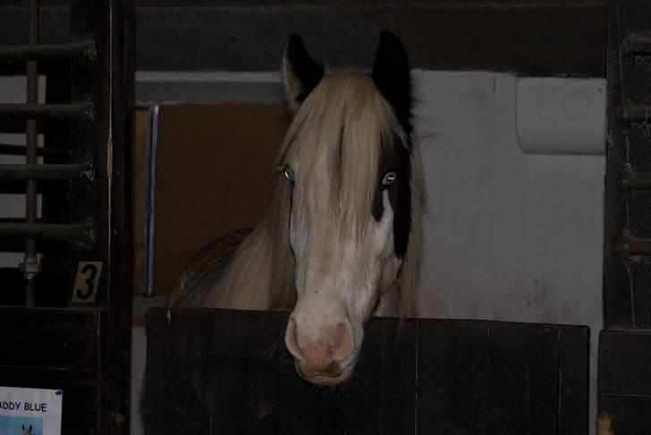 VINTERDAG.... - Paddy i sit nye bo.... billede 38