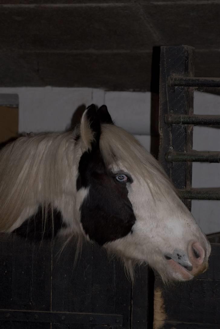 VINTERDAG.... - Mad, mad, mad...... billede 39