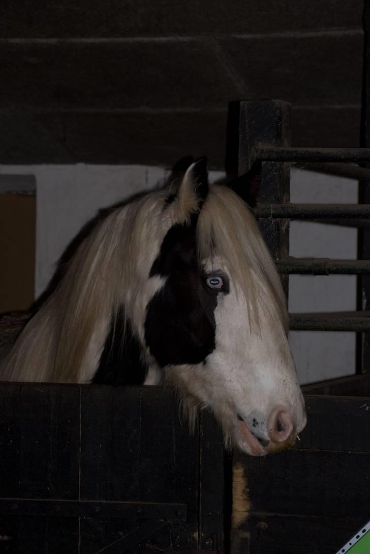 VINTERDAG.... - Såååå fiiiin...... billede 41