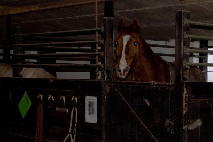 VINTERDAG.... - HER BOR VI...... :D billede 42