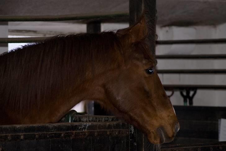 VINTERDAG.... - Røde heste, er de bedste...... Tihi...... billede 43